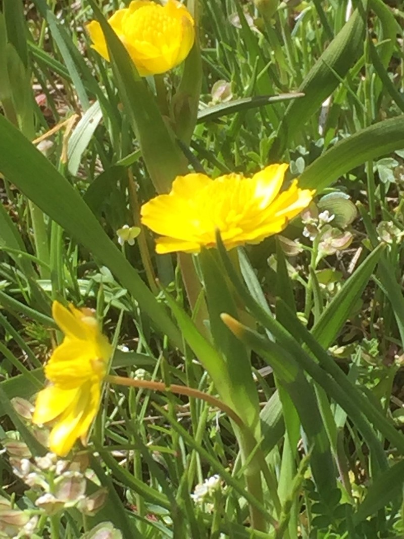 Ranunculus abnormis photo 3