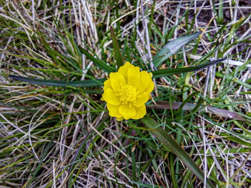 Ranunculus abnormis photo 4