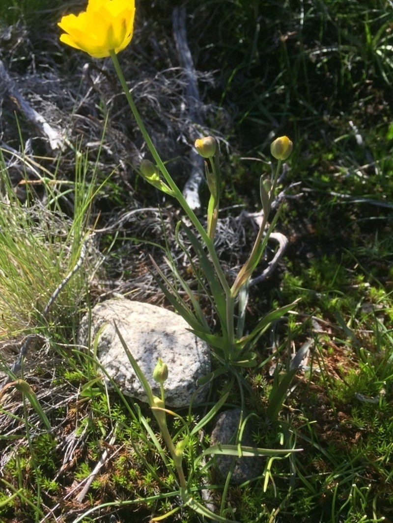 Ranunculus abnormis photo 7
