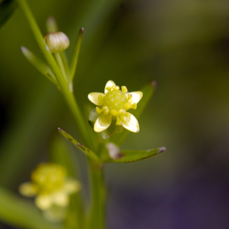Littleleaf Buttercup