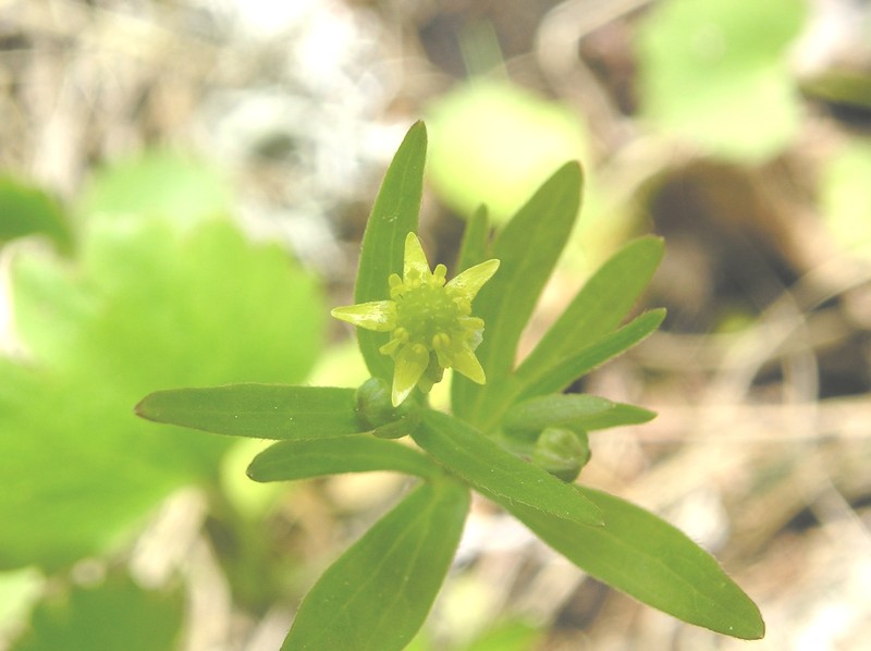 Littleleaf Buttercup photo 2