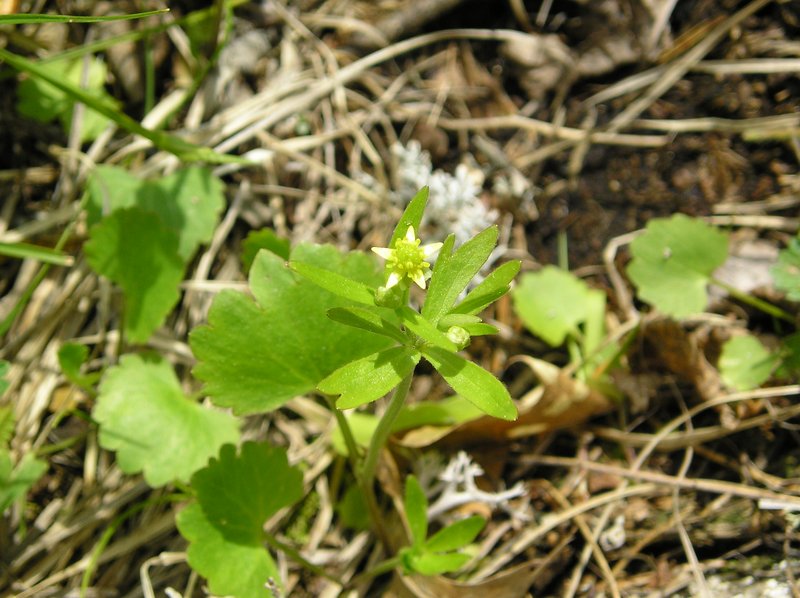 Littleleaf Buttercup photo 6
