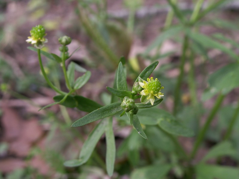 Littleleaf Buttercup photo 3