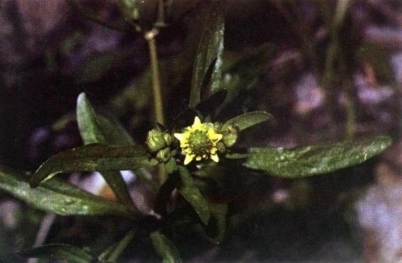 Littleleaf Buttercup photo 4