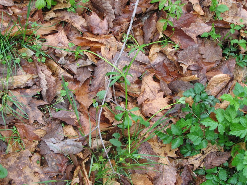 Littleleaf Buttercup photo 5
