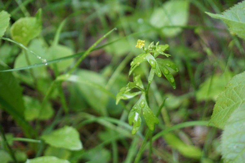 Littleleaf Buttercup photo 4