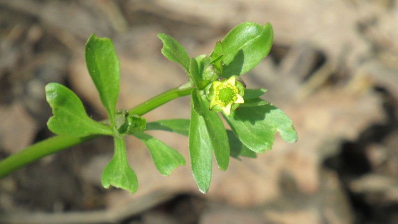 Littleleaf Buttercup photo 5