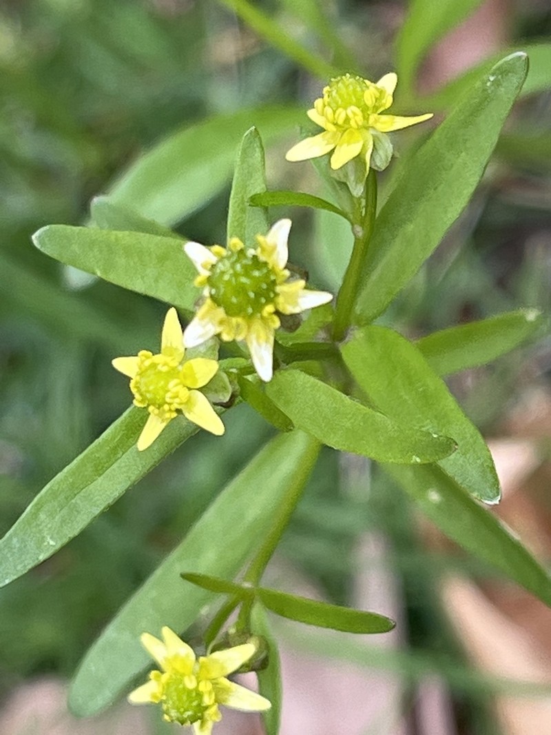 Littleleaf Buttercup photo 6