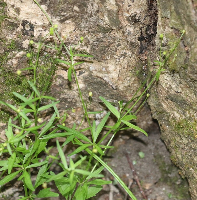 Littleleaf Buttercup photo 7