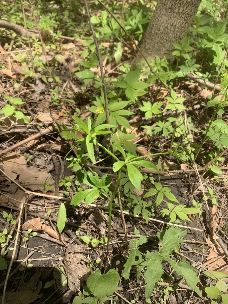 Littleleaf Buttercup photo 8