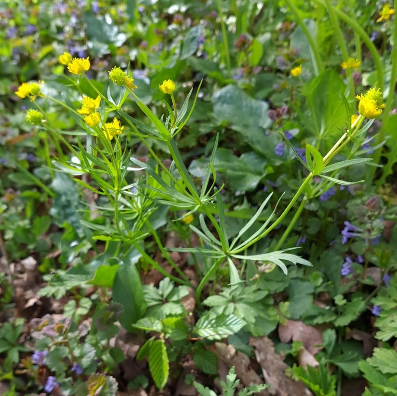 Ranunculus abstrusus