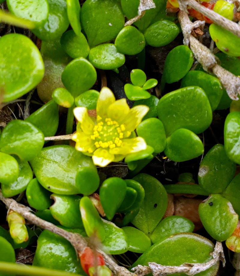 Ranunculus acaulis