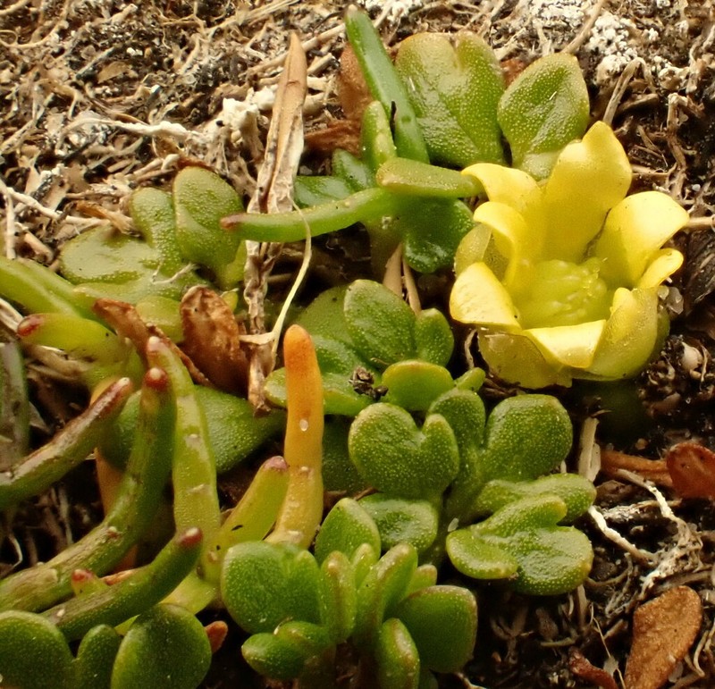 Ranunculus acaulis photo 2
