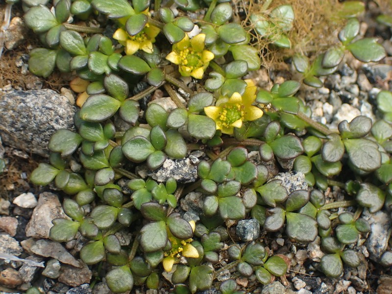 Ranunculus acaulis photo 3