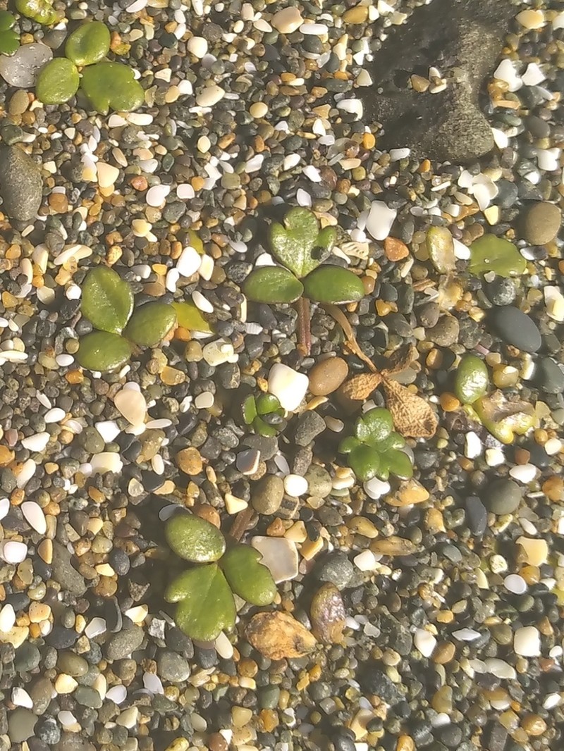 Ranunculus acaulis photo 4