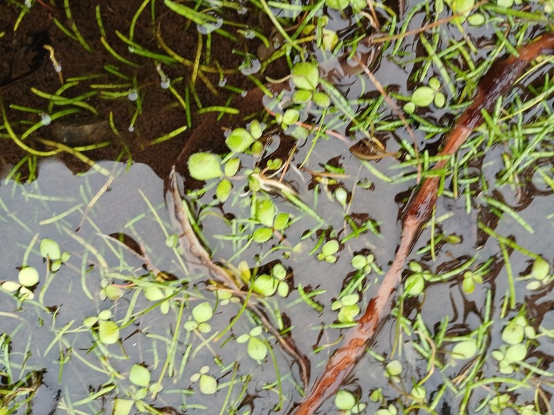 Ranunculus acaulis photo 5