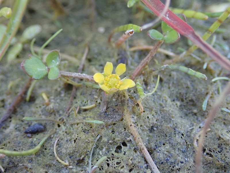 Ranunculus acaulis photo 6