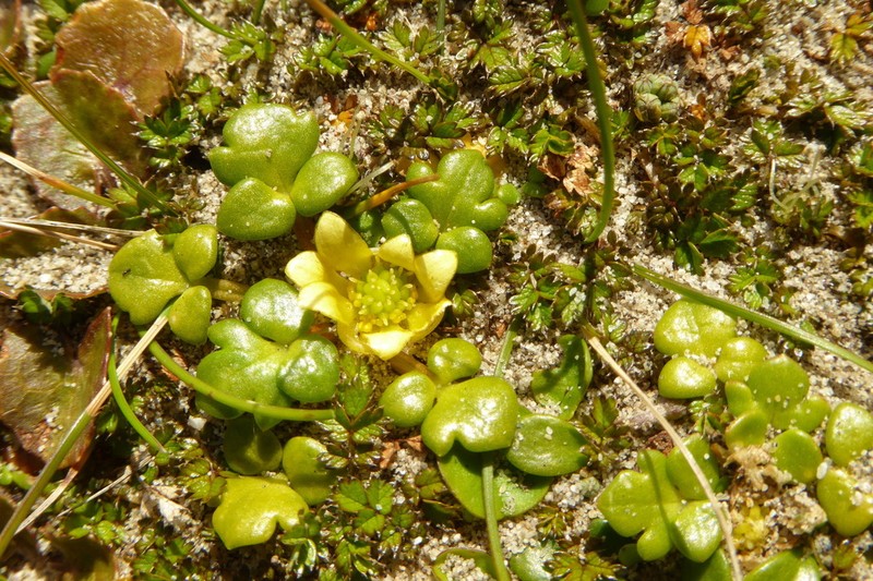 Ranunculus acaulis photo 7