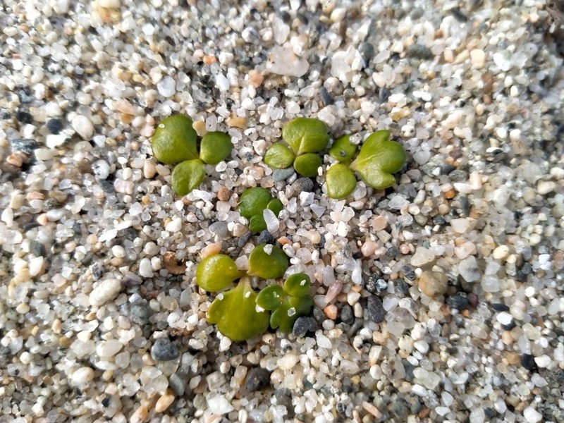 Ranunculus acaulis photo 8