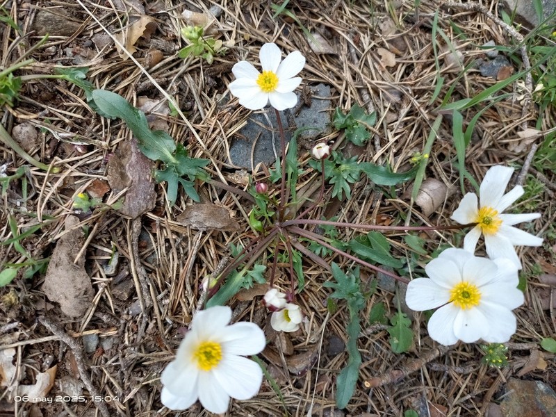 Ranunculus acetosellifolius photo 2