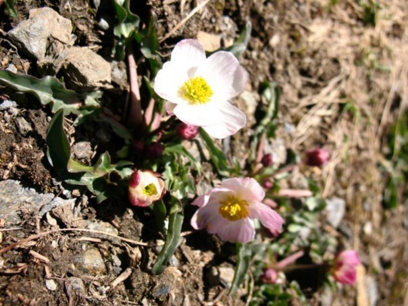 Ranunculus acetosellifolius photo 3