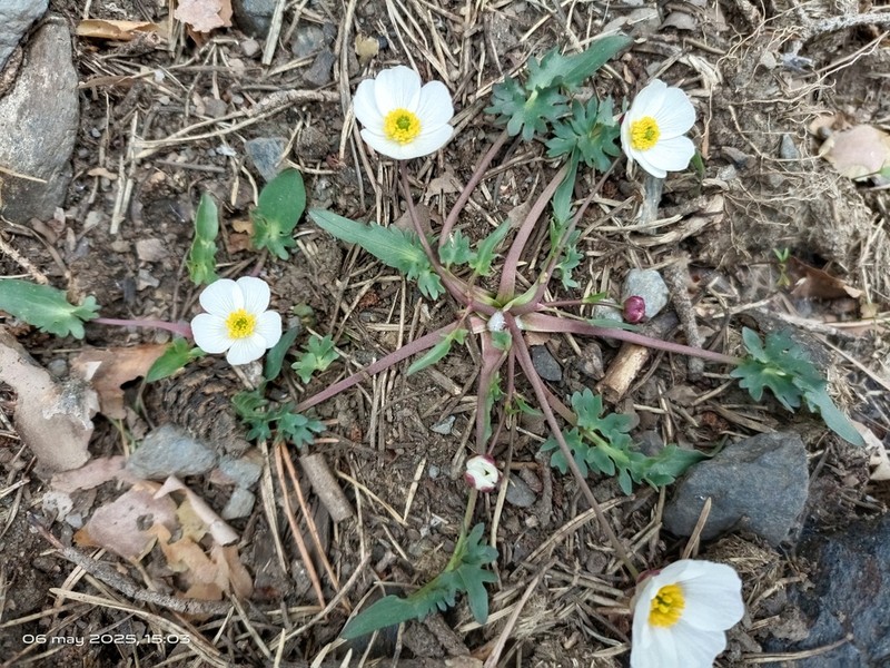 Ranunculus acetosellifolius photo 4
