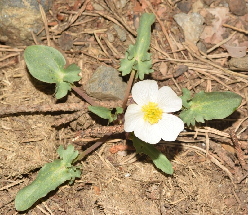 Ranunculus acetosellifolius photo 5