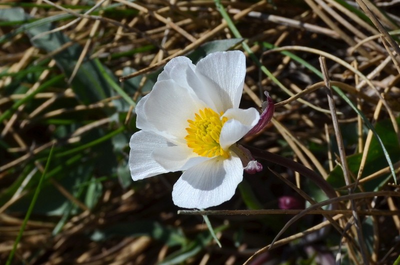 Ranunculus acetosellifolius photo 6