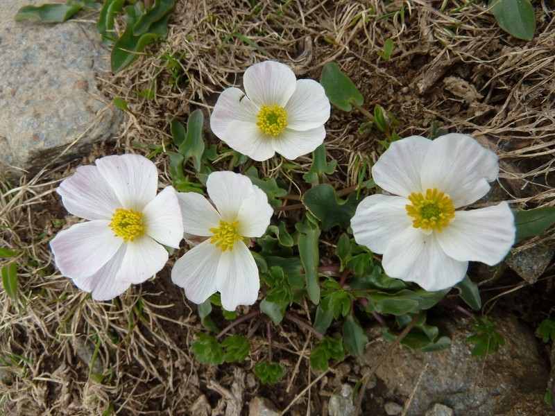 Ranunculus acetosellifolius photo 7