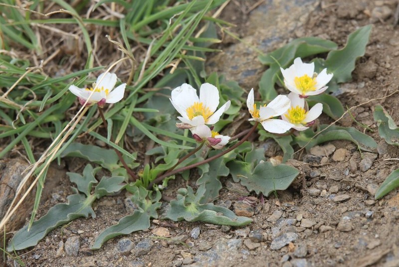 Ranunculus acetosellifolius photo 8