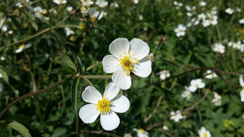 Ranunculus aconitifolius photo 2