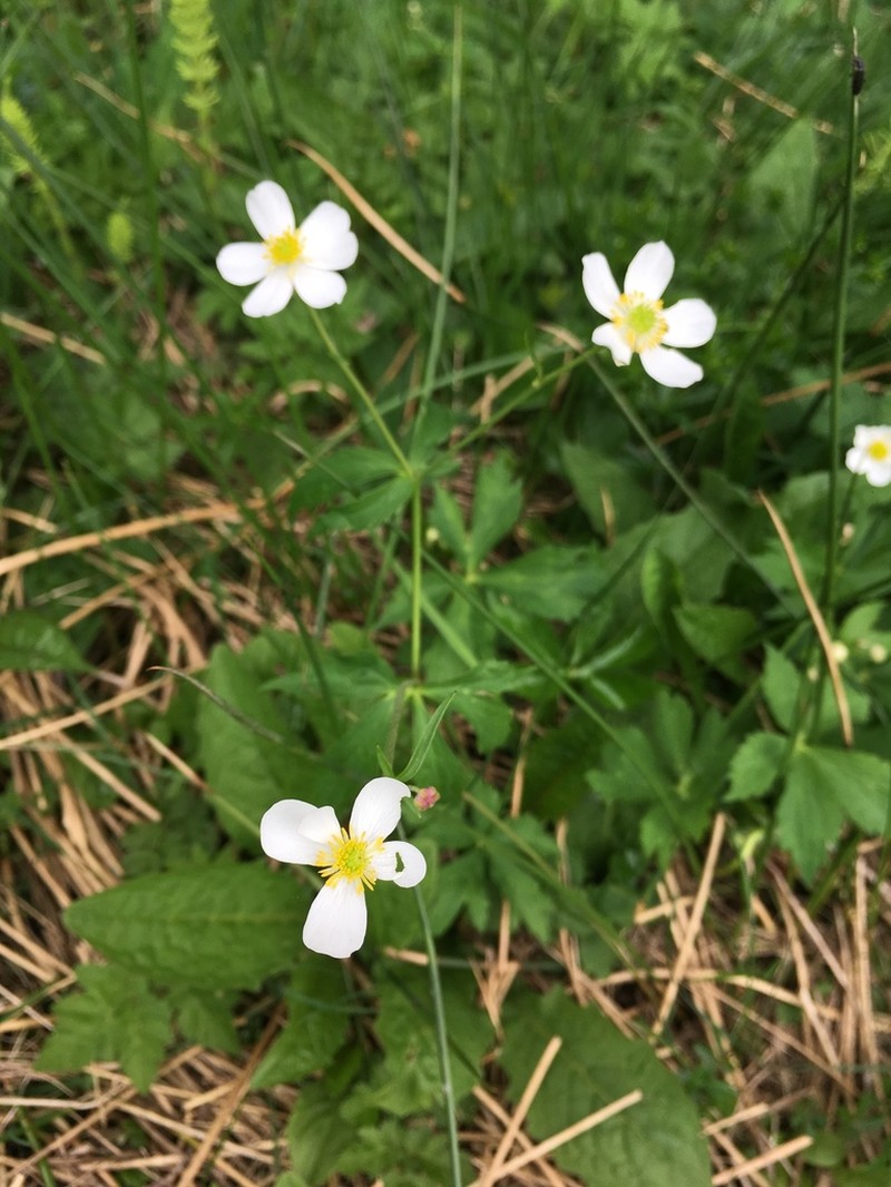 Ranunculus aconitifolius photo 3