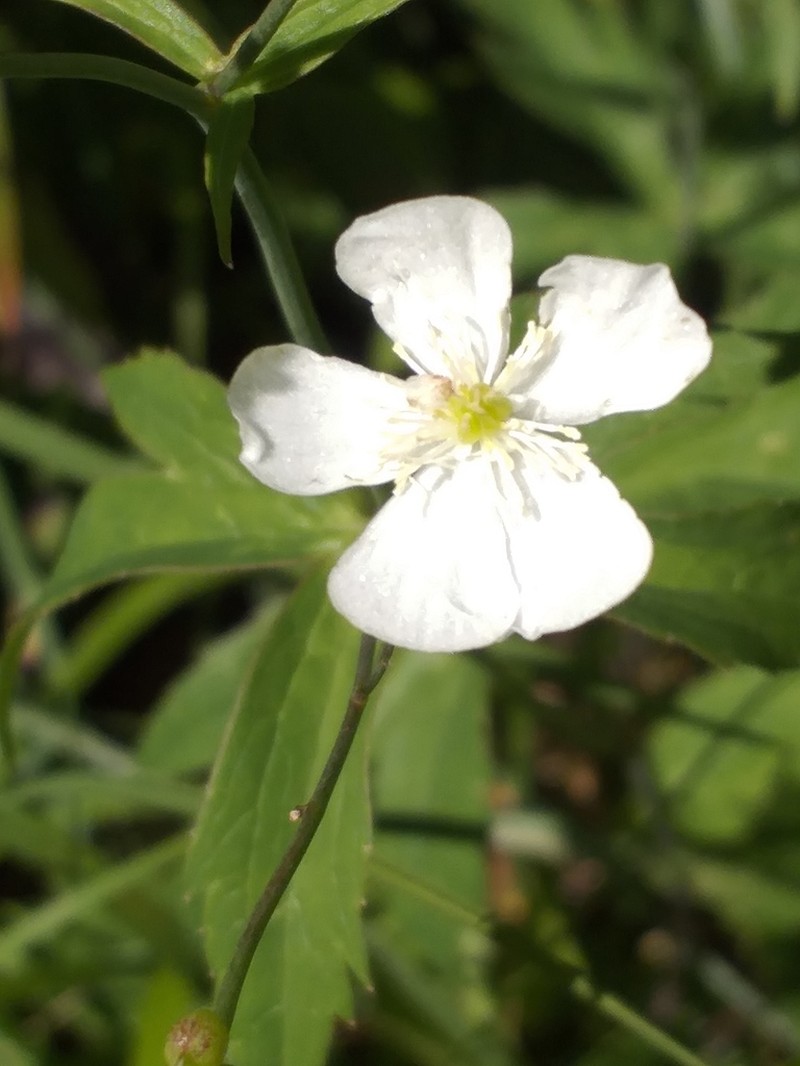 Ranunculus aconitifolius photo 4