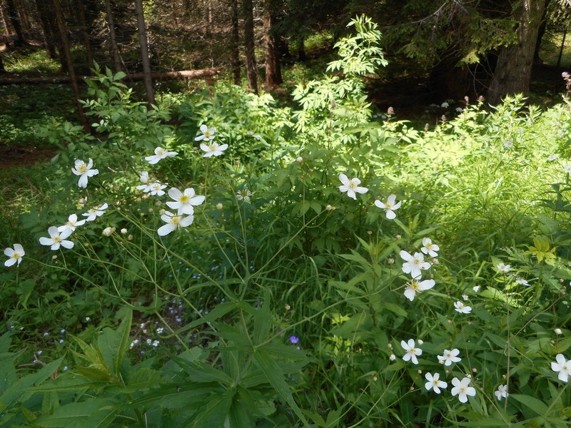 Ranunculus aconitifolius photo 5