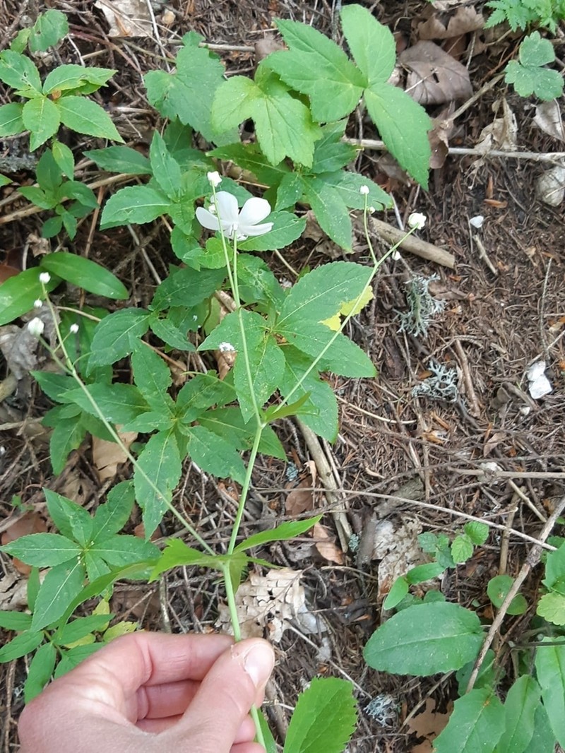 Ranunculus aconitifolius photo 6