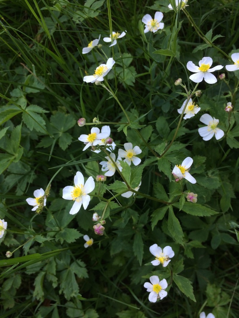 Ranunculus aconitifolius photo 7