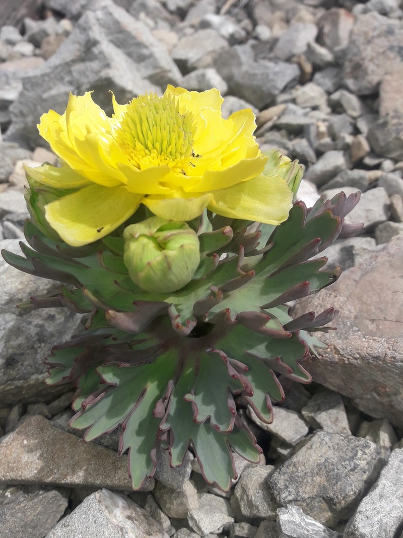 Ranunculus acraeus