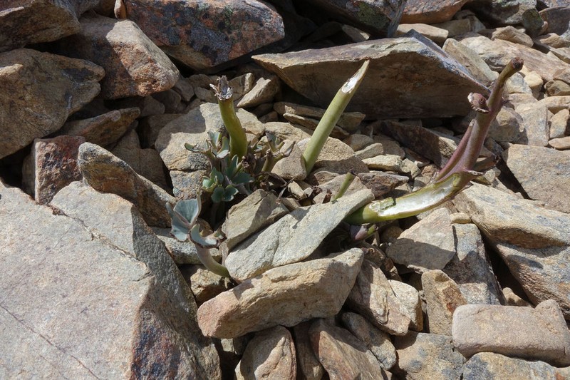 Ranunculus acraeus photo 3