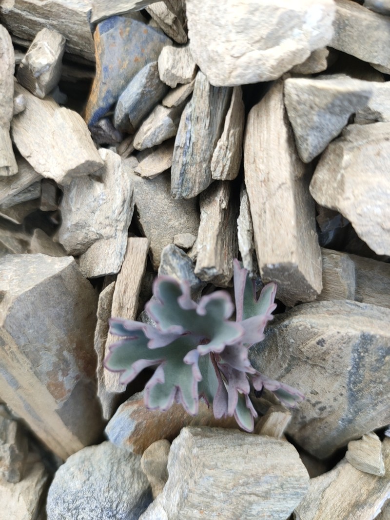 Ranunculus acraeus photo 4