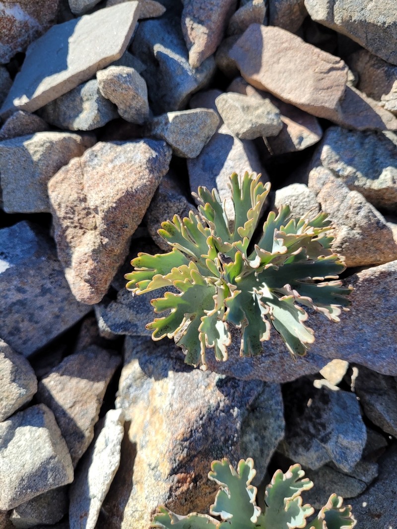 Ranunculus acraeus photo 5