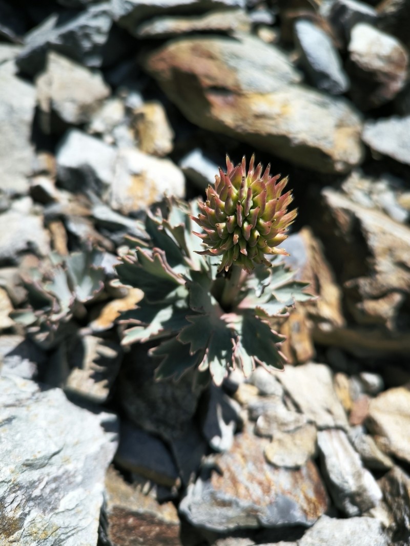 Ranunculus acraeus photo 6