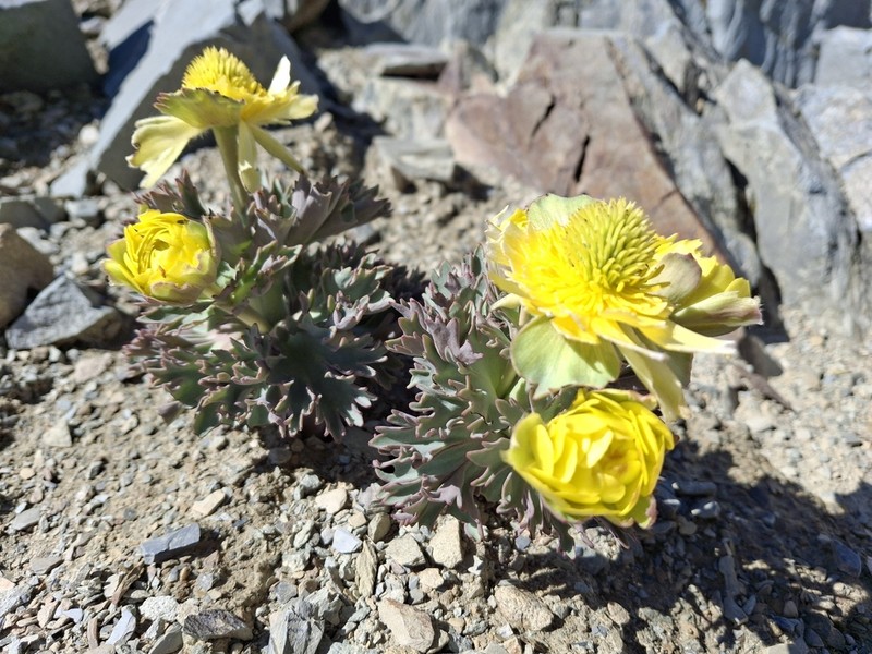 Ranunculus acraeus photo 7