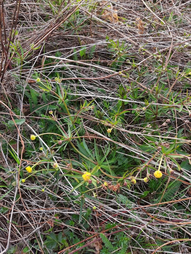 Ranunculus acrifolius