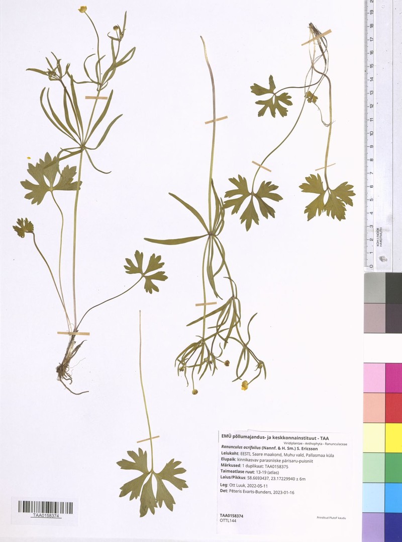 Ranunculus acrifolius photo 2