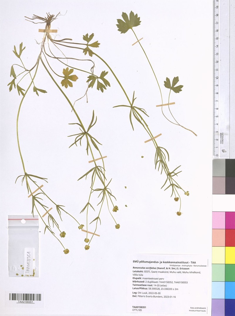 Ranunculus acrifolius photo 3