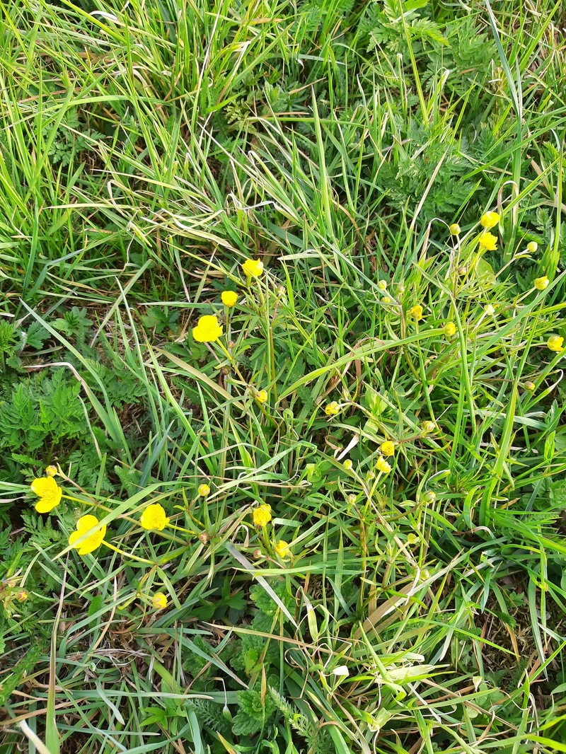 Ranunculus acrifolius photo 4