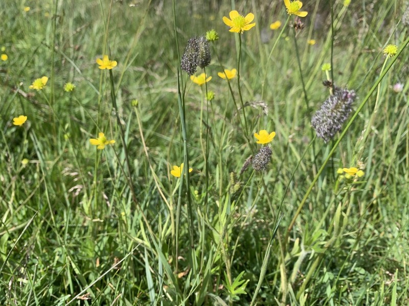 Sharpleaf Buttercup photo 2