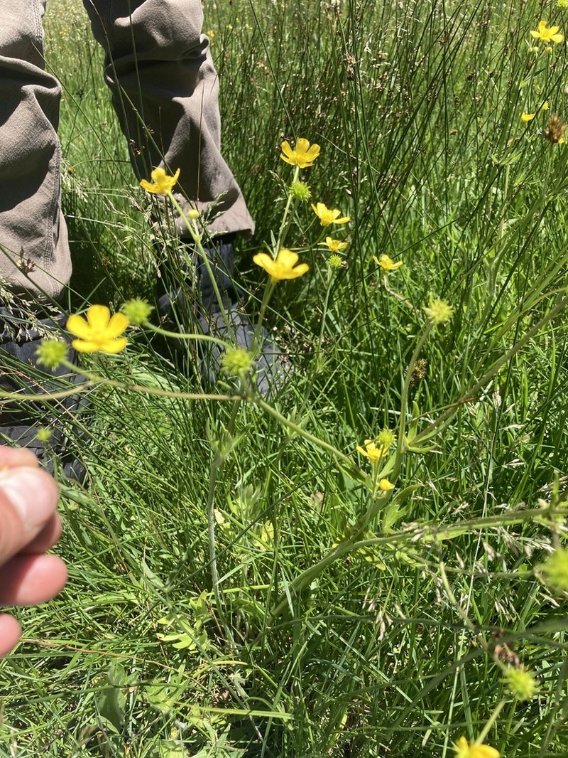 Sharpleaf Buttercup photo 3