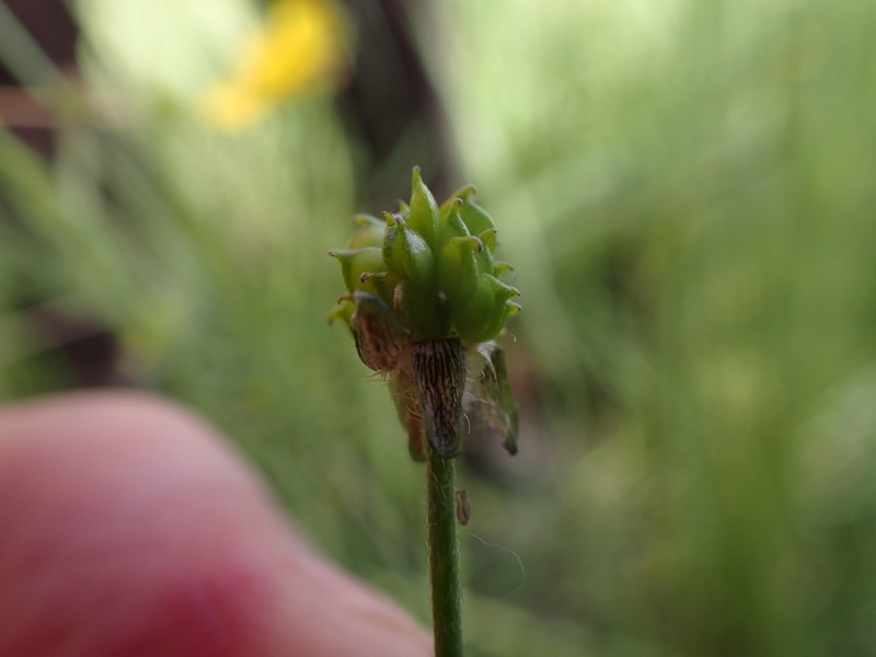 Sharpleaf Buttercup photo 4