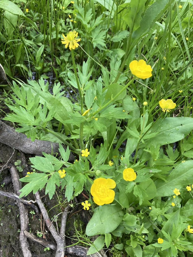 Sharpleaf Buttercup photo 5